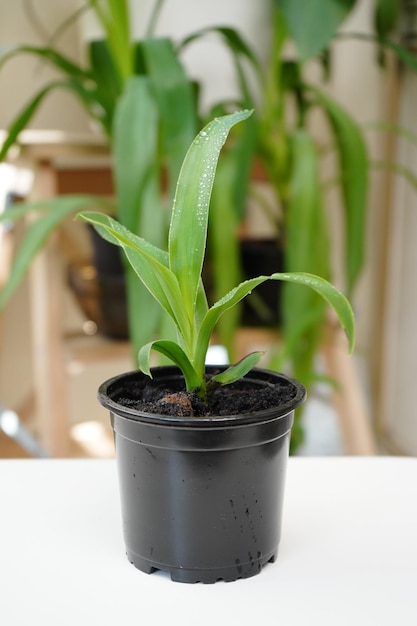 Pandanus is houseplant in a pot palm with a short brown trunk and long leaves