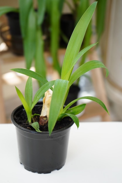 Панданус — комнатное растение в горшке с коротким коричневым стволом и длинными листьями.