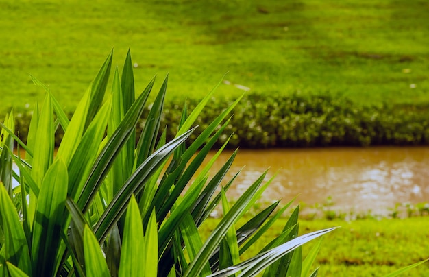 Pandanus(Pandanus amaryllifolius) 또는 나사 소나무(인도네시아에서는 daun pandan wangi라고도 함),