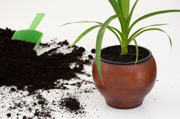 パンダナスを植え替えるための散在する土壌と白い背景の茶色の土鍋でパンダナス植物