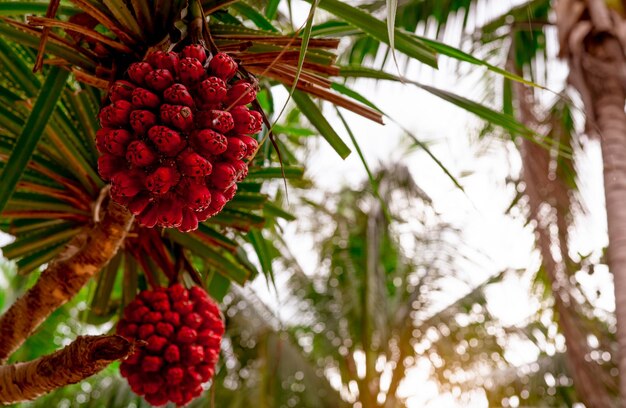 Photo pandanus tectorius tree with ripe hala fruit on blur background of coconut tree at tropical beach with sunlight tahitian screwpine branch and red fruit on seashore beach clean beach environment
