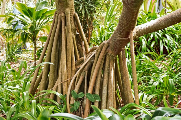 Pandanus trees growing on field