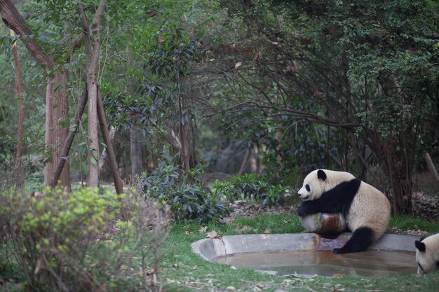 Pandas by the pond against trees