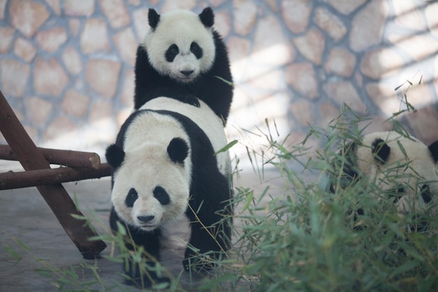 Foto panda che si accoppiano nello zoo