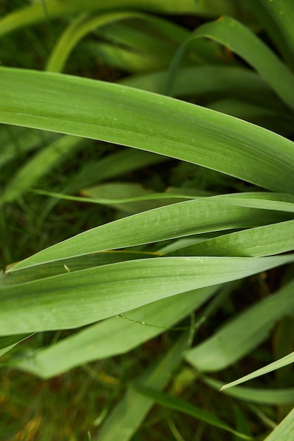 pandaus plant plant with long green leaves summer fresh natural background Shades of green