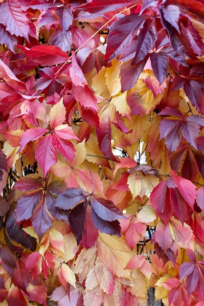 Panelen van hun rode en gele herfstdruivenbladeren