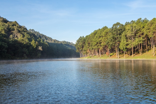 Pang Ung Forestry Plantations in de winter, Maehongson, ten noorden van Thailand