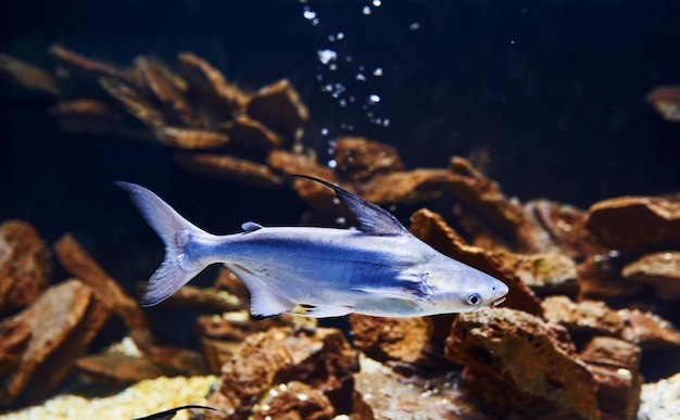 Pangasiidae animal Underwater close up view of tropical fishes Life in ocean