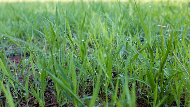 Pangola grass with mist in the morning