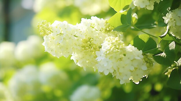 写真 アジサイの花が咲きました