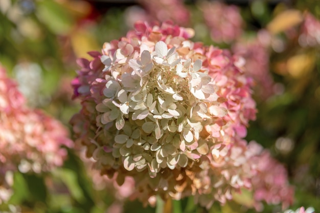 Panicled 수국 'Grandiflora'(수국 파니쿨라타)