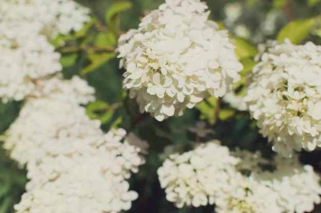 paniculaire hortensia witte bloemen