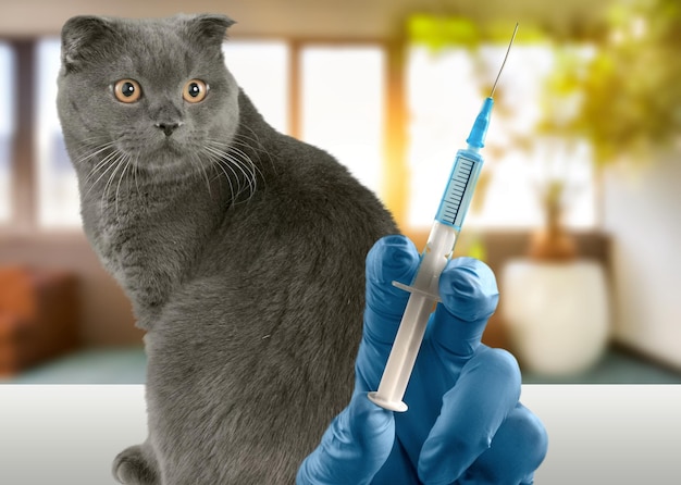 Paniekkatten schrikken van injectiespuit of vaccin. Vaccinatie voor dieren - geen pandemische paniek.