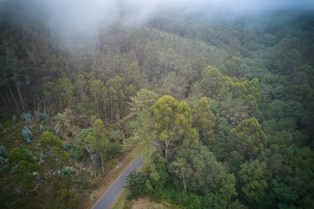 Panonymic view of a forest from a drone with fog in the background