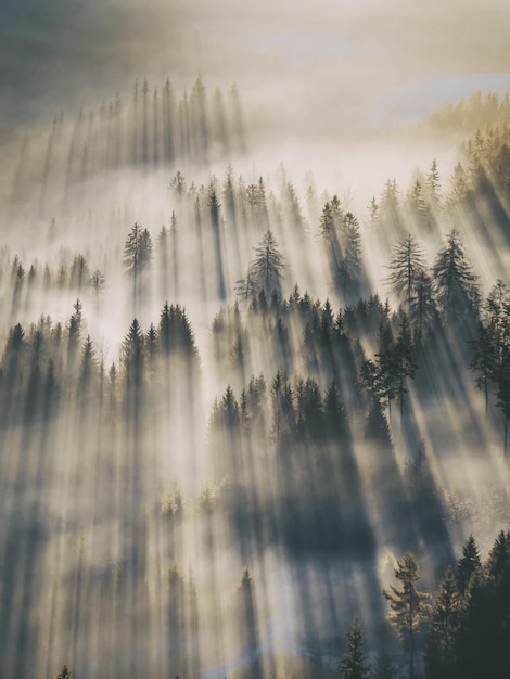 Panoraambeeld van bomen in het bos tegen de lucht