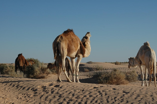 Foto panoraambeeld van een woestijn