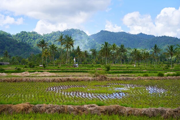 Panorama of the amazing landscape of Asian rice terraces Palm trees in a rice paddy on the island of Bali A view of the bright green rice fields