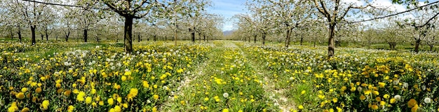 Панорама яблочного сада весной