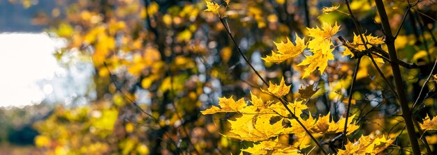 木の上に黄色のカエデの葉、バナーと川沿いの秋の森のパノラマ