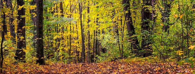 Panorama of autumn forest with colorful trees and fallen leaves\
on the ground. picturesque autumn in the forest