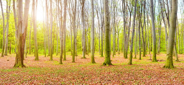 Panorama della foresta autunnale con foglie cadute gialle e alberi verdi