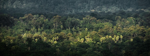 Foto banner panoramico sullo sfondo della scena del paesaggio della foresta tropicale per l'utilizzo nel concetto di ecologia ambientale ed energia sostenibile o scenico di legno selvaggio della giornata della terra per lo sfondo delle terme e del turismo