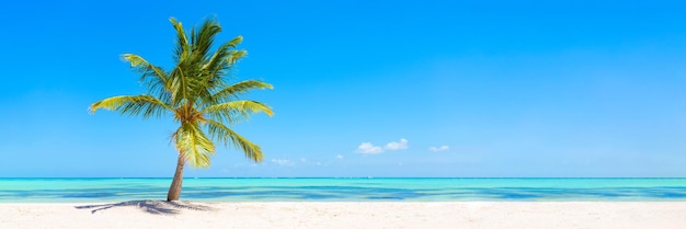 Panorama banner photo of idyllic tropical beach with palm tree