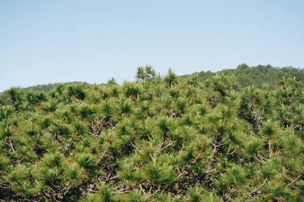 Panorama Bird39s eye view of treetop Evergreen coniferous pine tree clusters of long needle shaped leaves Forest grow Sun day clear blue sky Calm fresh summer mood concept Nature background