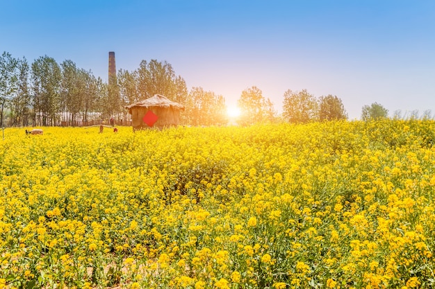 Panorama of blooming field, yellow rape