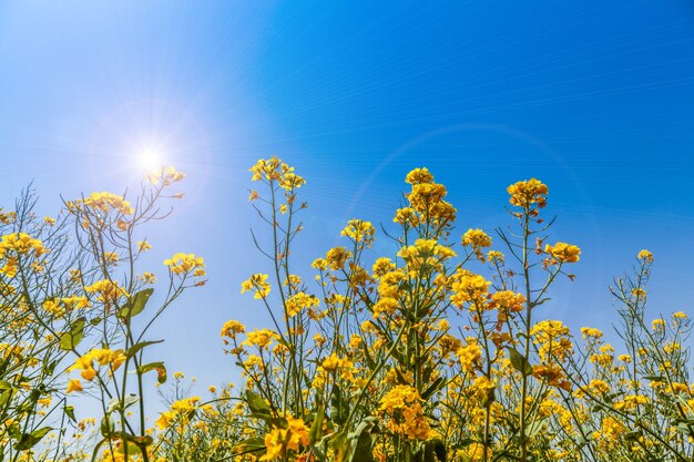 Panorama of blooming field, yellow rape