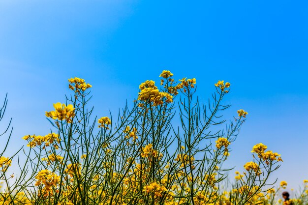 咲く畑のパノラマ、黄色い菜の花