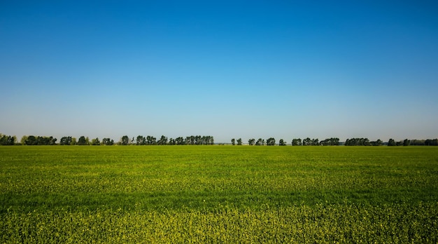 Panorama of blooming fields and blue sky