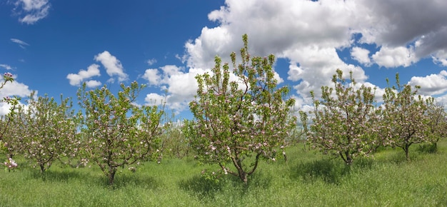 Panorama of blossoming apple trees in the garden on a background of blue sky with white clouds