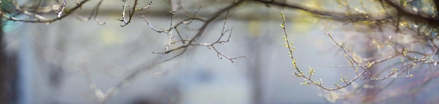 ぼやけた背景につぼみのある枝のパノラマ木の若い春の芽