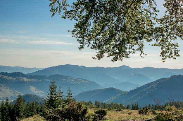 Photo panorama of carpathians mountains on summer morning