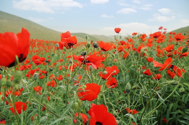 panorama of a field of red poppies with blue sky
