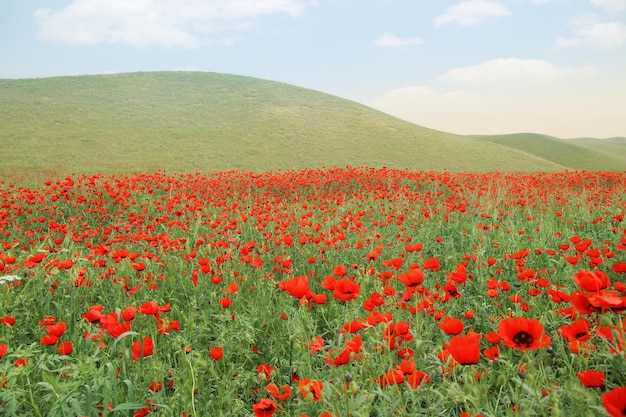 panorama of a field of red poppies with blue sky