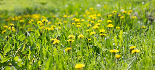 Panorama of the field of yellow dandelions