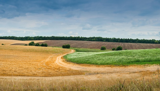 Панорама полей с границей между желтым и зеленым полем, как летом и осенью после сбора урожая