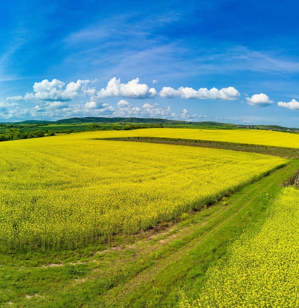 Panorama dei campi con una pianta in una valle sullo sfondo del villaggio e del cielo in bulgaria