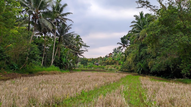 panorama of fields with trees and sky in indonesia