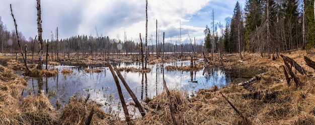 晴れた冬の日に乾燥した腐った木がある湖の氾濫した湿地帯のパノラマ