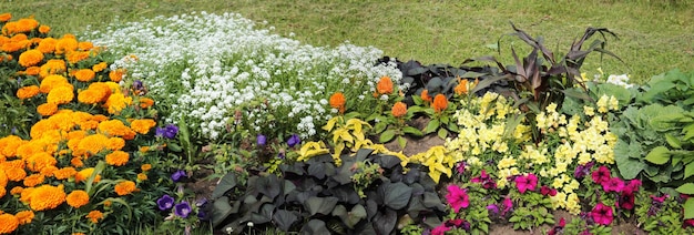 panorama of a flower bed with orange carnations purple buttercups white marigolds