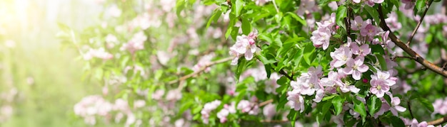 정원에 있는 꽃 사과 나무 나뭇가지의 파노라마 과일 나무의 아름다운 꽃 흐린 배경에 태양의 밝은 반짝임
