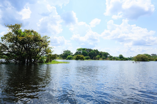 Panorama from Amazon rainforest Brazilian wetland region Navigable lagoon South America landmark Amazonia