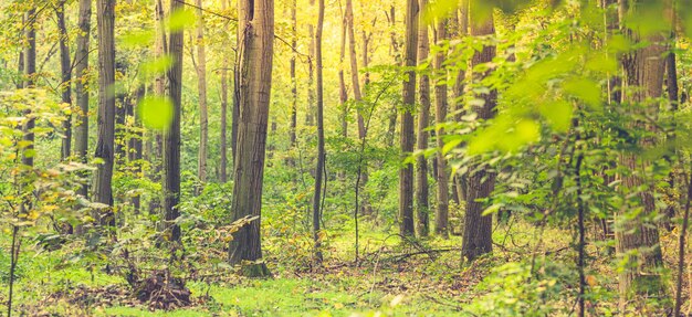 Панорама зеленого леса лиственных деревьев с солнцем, отбрасывающим лучи света сквозь листья