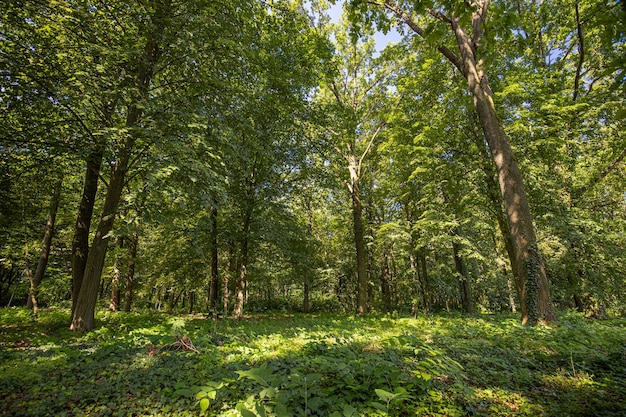 Панорама зеленых лесных деревьев, солнечные лучи, летний пейзаж природы, мирная тропа, походный фон