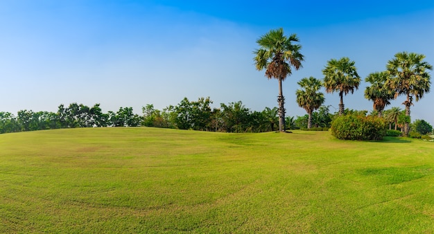 Panorama di erba verde sul campo da golf con palme, paesaggio di campo verde panorama