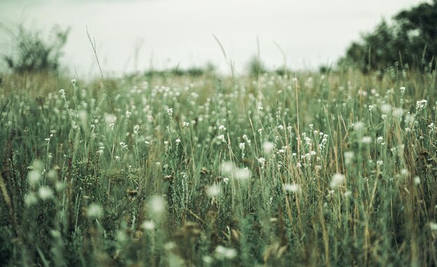 Panorama of a green meadow with white flowers branches in the distance