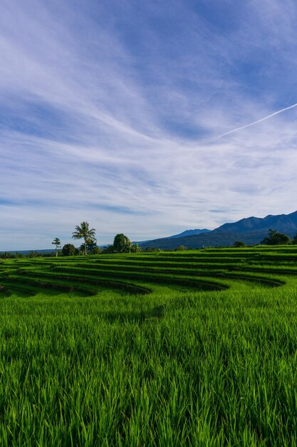 Panorama of green rice fields in the morning sun